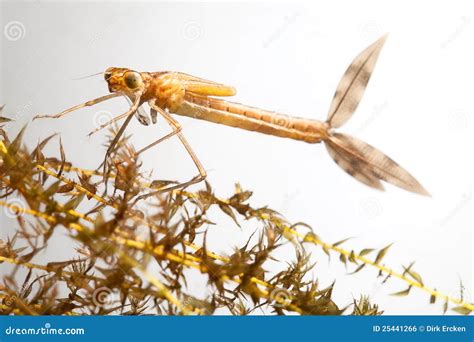 Damselfly larvae stock photo. Image of bright, colorful - 25441266