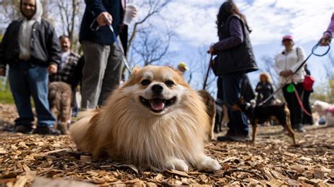 A dog festival comes to Port Jefferson and more pet events this summer - Newsday