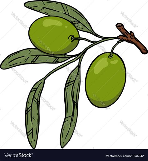 Olive tree branch with olives design element Vector Image