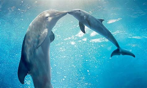 Dolphin moms use ‘baby talk’ with their calves News | ResetEra