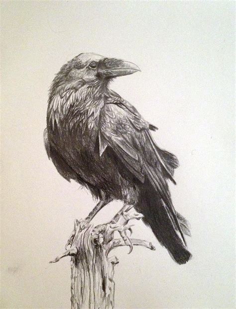 Raven Drawing by Megan Tong - Fine Art America