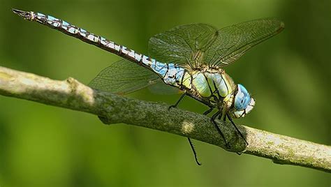 Cloudy with a chance of dragonflies? Swarms visible on radar | The Daily Courier | Prescott, AZ