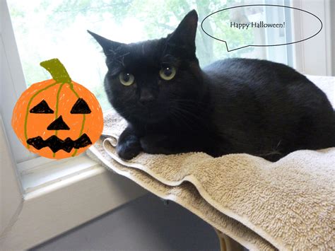 Black cats and halloween: Good luck or cursed? From A Cat Clinic ...