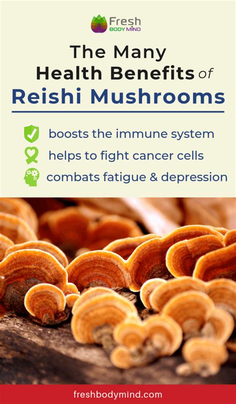 The Many Health Benefits of Reishi Mushrooms | Fresh Body Mind