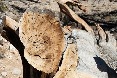 Annual growth rings in Bristlecone Pine, CA – Geology Pics