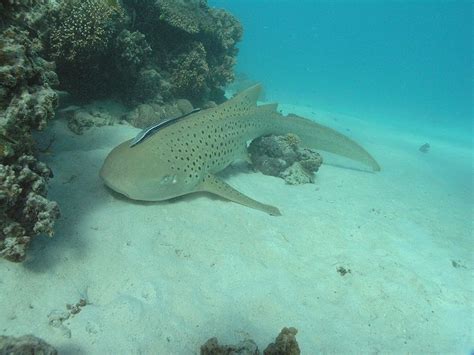 Picture 2 of 7 - Zebra Shark (Stegostoma Fasciatum) Pictures & Images - Animals - A-Z Animals