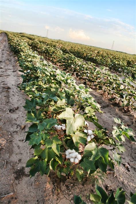 Cotton Crop stock photo. Image of open, texas, farm, pods - 11163424