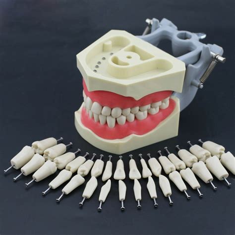 Buy Dental Typodont Jaw Set Columbia Type - MC , Dental Equipment Online in India - Dentmark