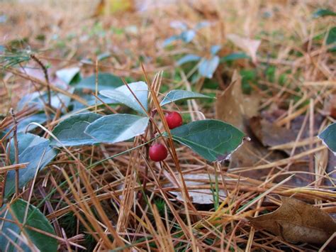 Hearth and Hedge: Teaberry