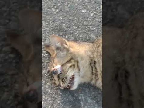 Roadkill cat. R I.P. - YouTube