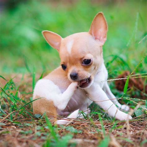 Pocket size chihuahua puppy Very small | Baby chihuahua, Chihuahua ...