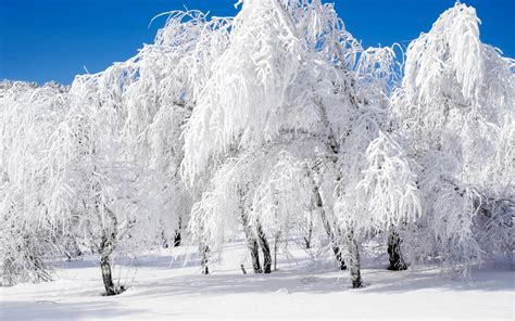 Sfondi : alberi, foresta, la neve, inverno, cielo sereno, artico, Congelamento, montagna, tempo ...