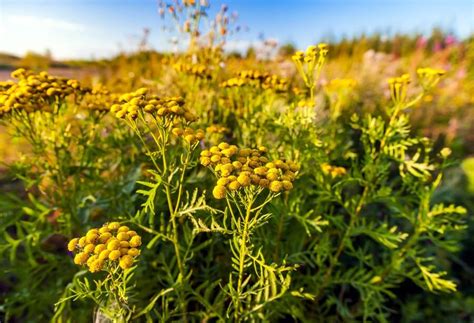 The Tansy's Tale: Unraveling the History and Meaning of a Herbal Wonder ...