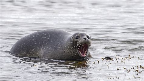 ‘Talking’ seals mimic sounds from human speech, and validate a Boston legend | NOVA | PBS