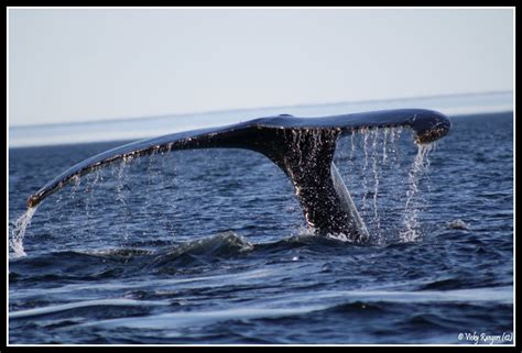 La faune et la flore du Québec en photos: Rorqual commun, Balaenoptera ...