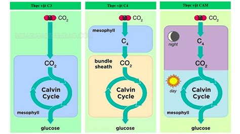 Thực Vật C3, C4, CAM Là Gì? Gồm Những Loại Nào?