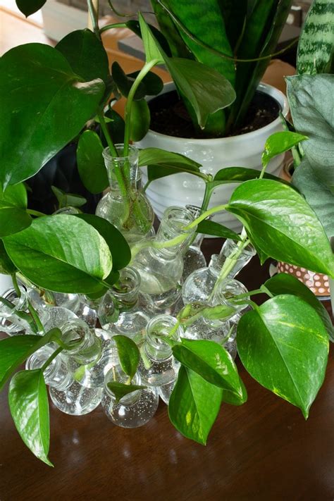 Pothos-Plant-Propagation-13 - By Brittany Goldwyn | Live Creatively