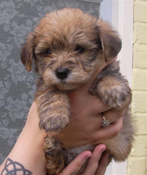 Yorkie Bichon (Bichon Frise, Yorkshire Terrier mix), Info, Pictures