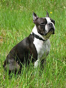 Boston Terrier - Wikipedia