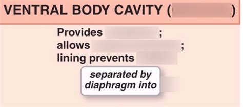 Ventral body cavity (coelom) Diagram | Quizlet