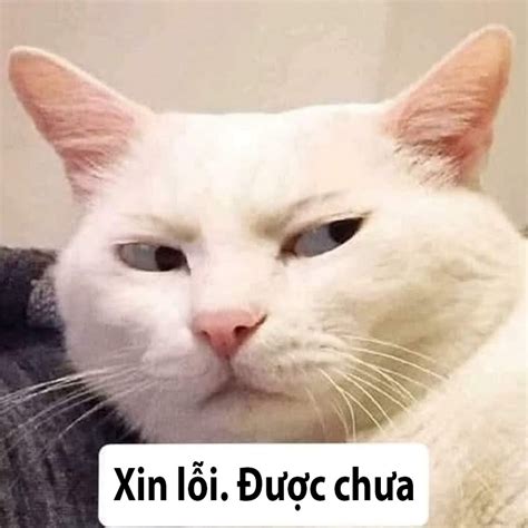 Meme xin lỗi hài hước: Tổng hợp meme mèo, gấu trúc xin lỗi cực dễ thương - Coolmate