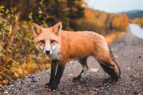 Red Foxes' Size And Weight - How Big Is A Fox? - Floofmania