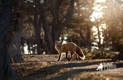 Seeing More Red Foxes in Your Neighborhood or Town? Here’s Why… — The ...