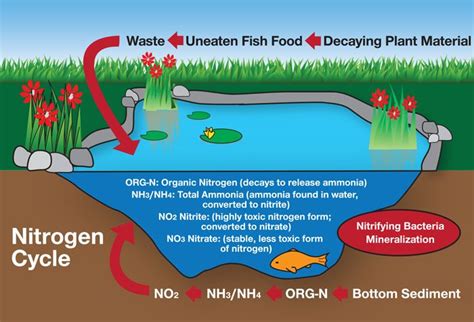 Nitrogen cycle, Nitrogen, Organic nitrogen