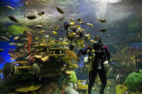 Under The Sea: Ripley's Aquarium of Canada - The Curious Creature