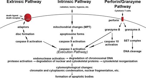 Schematic representation of apoptotic events. The main pathways of... | Download Scientific Diagram