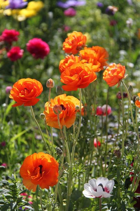 Orange Anemones Flowers in a Garden Stock Image - Image of anemones, flowers: 159806937