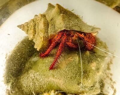 How Do Hermit Crabs Socialize? (Communication + Interaction)