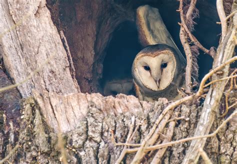 Barn Owls | Focal World