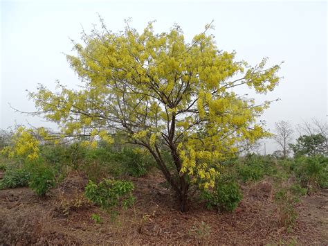 17 Beautiful Cassia Tree Varieties - ProGardenTips