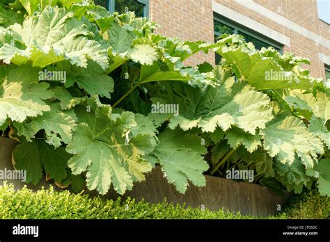 Large Gunnera manicata or Brazilian giant rhubarb plant growing next Stock Photo: 152724052 - Alamy