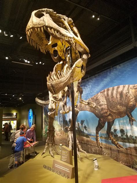 The Late Cretaceous apex predator of South America, Giganotosaurus (pic taken at the Ultimate ...