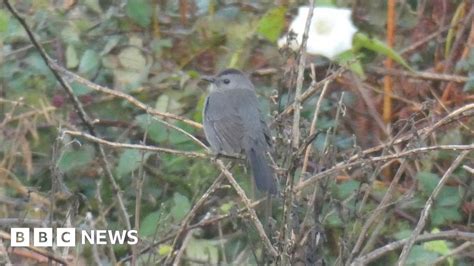 Rare bird sighting sees hundreds travel to Land's End - BBC News