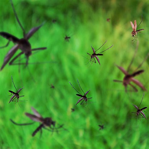 Why Mosquito Control is Important for Your Backyard