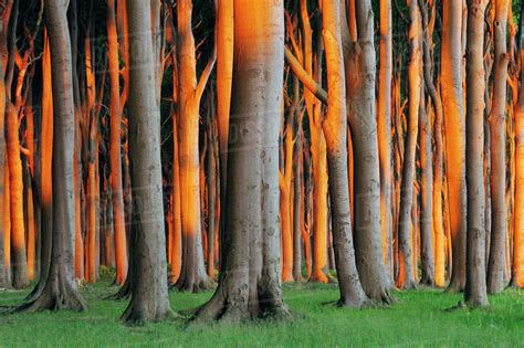 Beech Trees, West Pomerania, Mecklenburg-Vorpommern, Germany - Stock Photo - Dissolve