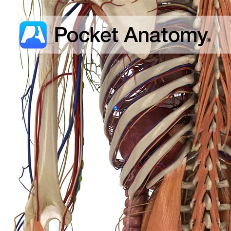 Intercostal nerve 8 - Pocket Anatomy