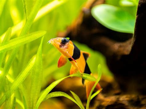 Do Clown Loaches Like Plants? (Will They Eat and Dig Them Up?) - Avid Aquarist