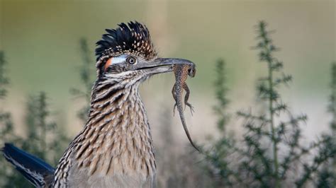 Roadrunner: Meet the Real Bird Behind the Cartoon