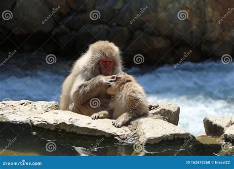 Macaques in Japan Bathe in Hot Springs Stock Photo - Image of mammal, primate: 162673260