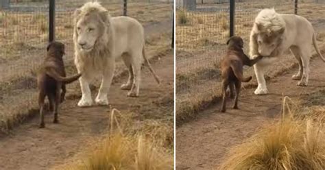 Lion begs his dog best friend for forgiveness and his sweet gesture earns 30M views