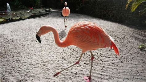 Sunken Gardens hopes to renew its flock of pink flamingos