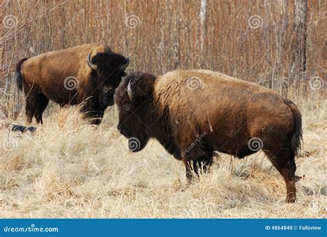 Wild bison herd stock photo. Image of group, national - 4864840