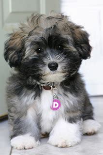 All Dog Breed Information: Havanese