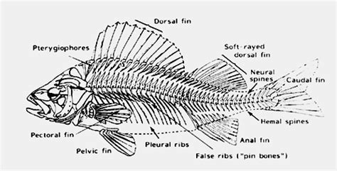 Fish Bone Anatomy