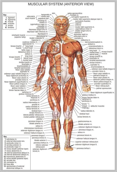 human body anatomy chart | Anatomy System - Human Body Anatomy diagram and chart images