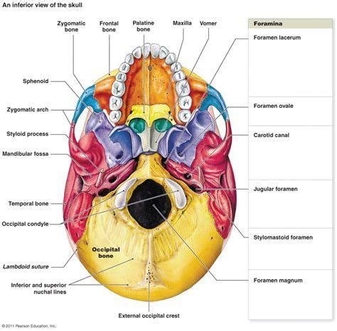 Image result for Anatomy Labeling Worksheets | Anatomy bones, Basic anatomy and physiology ...